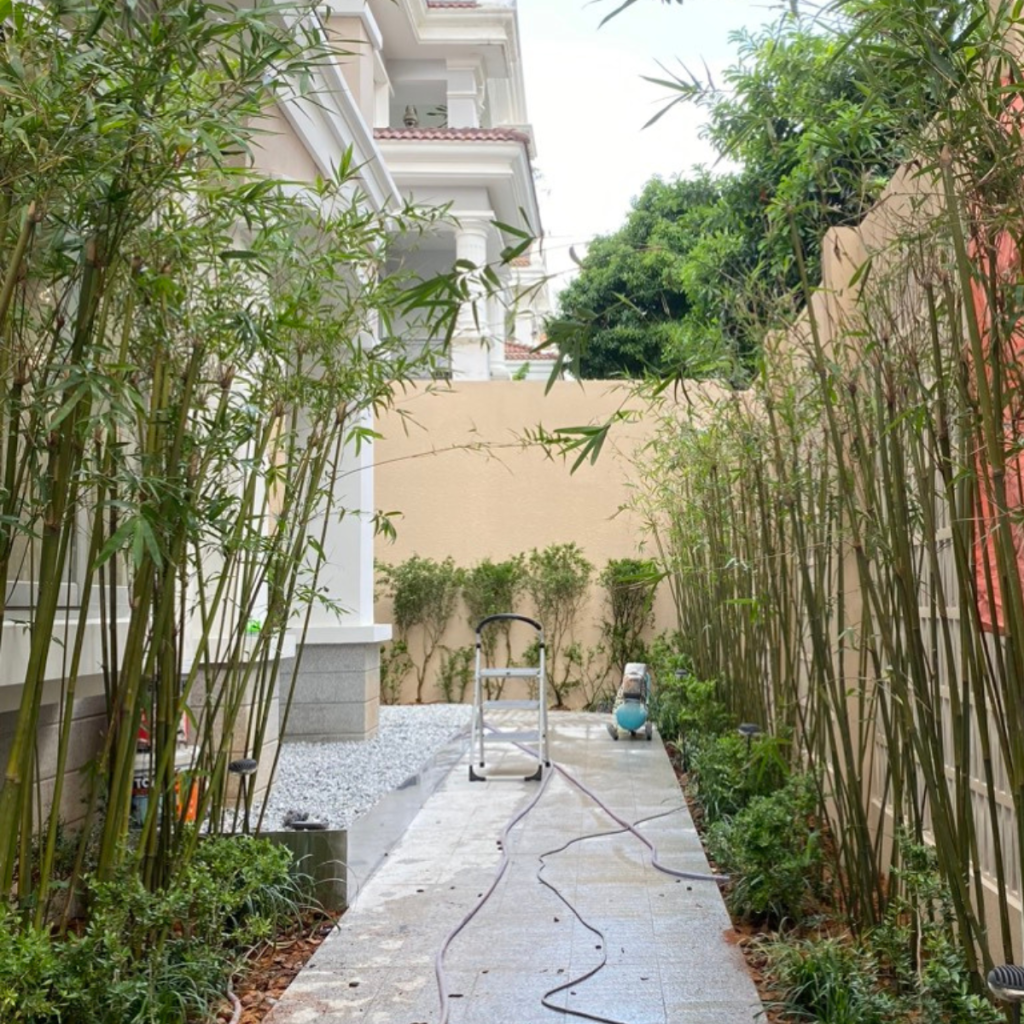 Sỉ & lẻ cây bóng mát