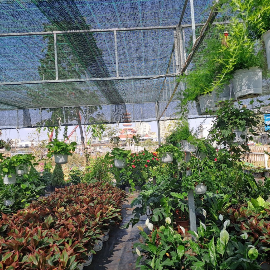 cung cấp cây cảnh