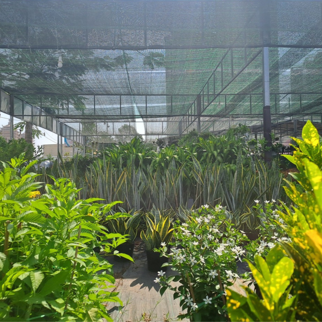 cung cấp cây cảnh