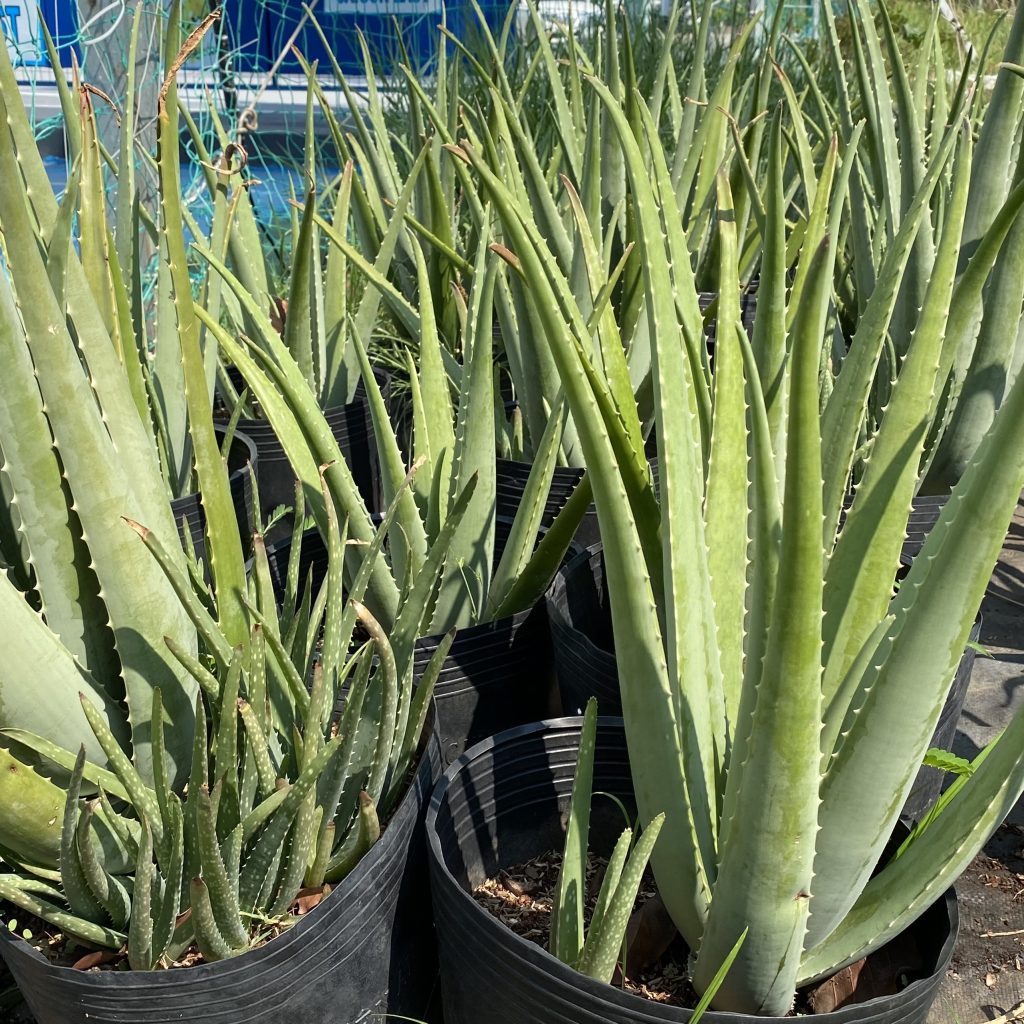 Sỉ & lẻ cây ăn trái